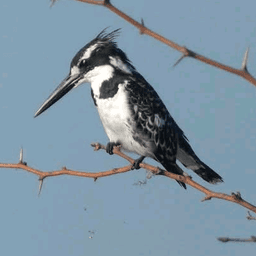 BARINGO ADVENTURE AND SAFARIS 